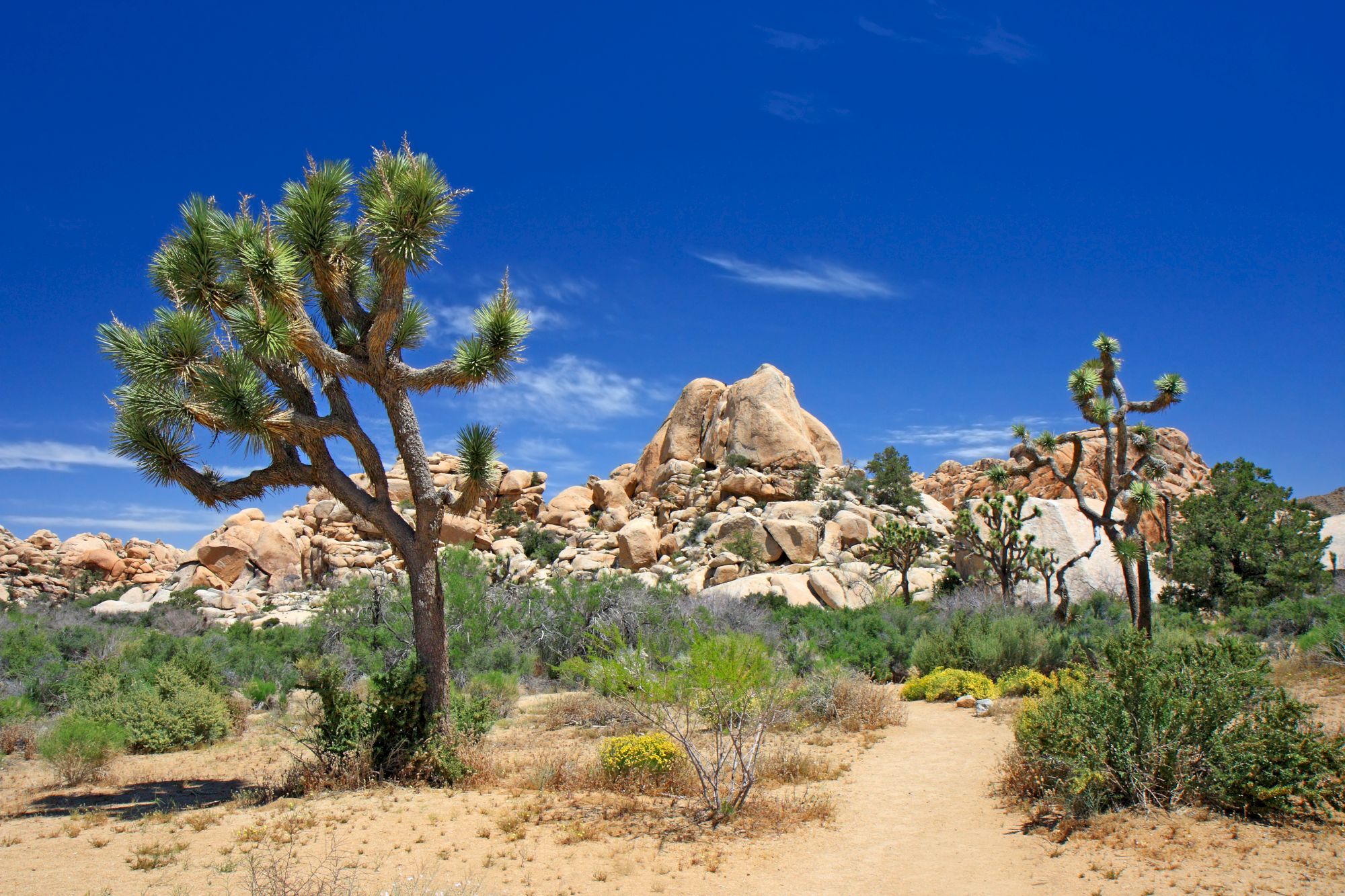 The image shows a desert landscape with Joshua trees, rocky formations, scattered shrubs, and a bright blue sky.