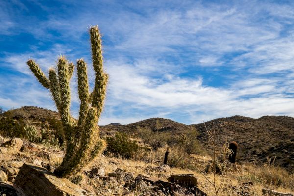 A desert landscape with a cactus in the foreground, rocky terrain, and distant hills under a partly cloudy sky.