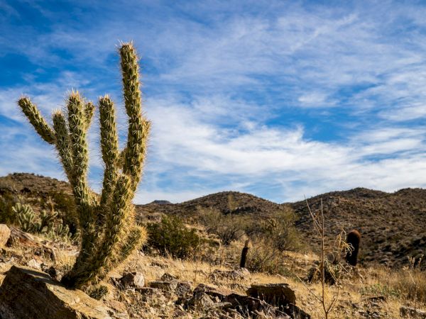 A desert landscape with a cactus in the foreground, rocky terrain, and distant hills under a partly cloudy sky.