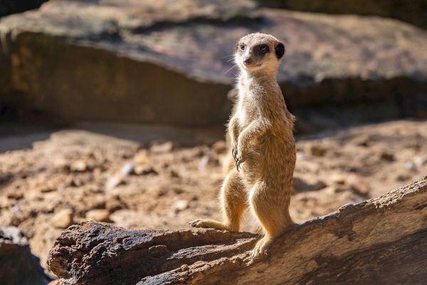 A meerkat stands upright on a log in a sunlit, rocky environment, alertly observing its surroundings.