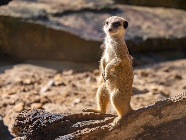 A meerkat stands upright on a log in a sunlit, rocky environment, alertly observing its surroundings.