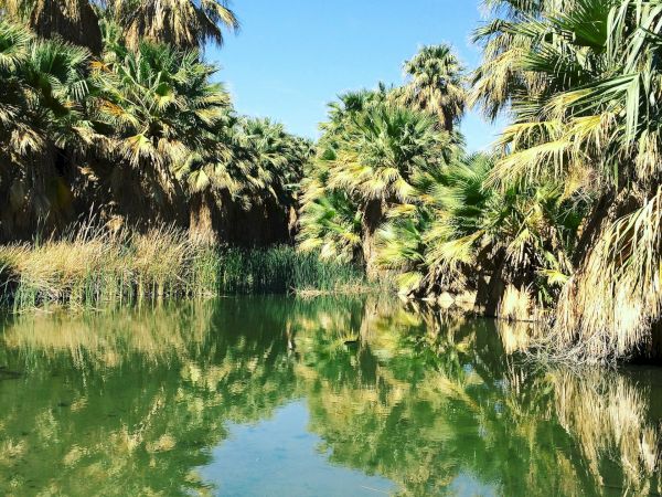 A lush oasis with palm trees and a reflective green pond under a clear blue sky.