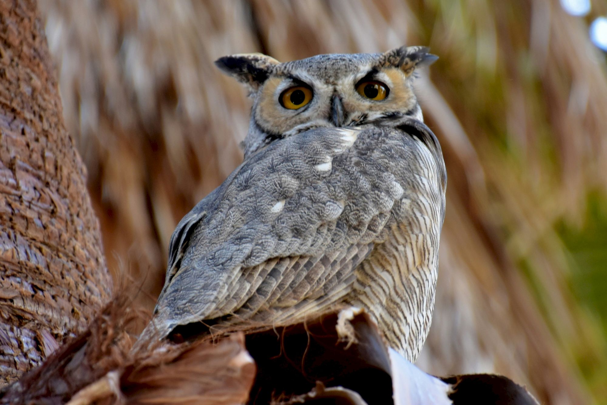 The image shows a great horned owl perched on a branch. The owl has striking yellow eyes and tufts that resemble horns, typical of the species.